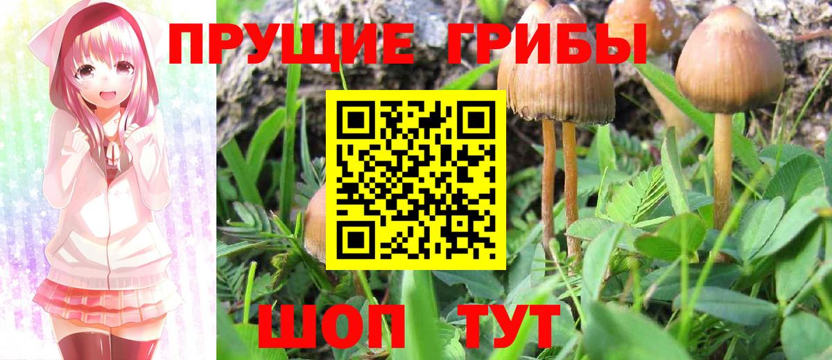 Дмитров  Галлюциногенные грибы Psilocybine cubensis  Вход с VPN 